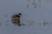 Little Grebe - Francine et Christian Collin