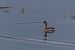 Little Grebe - Francine et Christian Collin