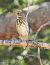 Piula dels arbres (Anthus trivialis) © Joan Safont