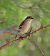 Mastegatatxes (Ficedula hypoleuca) © Joan Safont