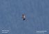 Spanish Imperial Eagle  - Cécilia Fridlender Jalla