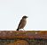 Còlit gris (Oenanthe oenanthe) © Eulàlia Maspons