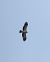 Àguila calçada (Hieraaetus pennatus) © Eulàlia Maspons