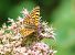 Damer dels conillets (Melitaea deione) © Toni Alonso Jardí