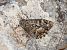 Grayling (Hipparchia semele) © Toni Alonso Jardí