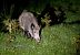 Wild Boar (Sus scrofa) © Feli Guardado