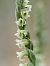Spiranthes spiralis  - Ramon Calvet i Falgueras