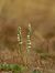 Spiranthes spiralis  - Ramon Calvet i Falgueras