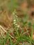 Spiranthes spiralis  - Ramon Calvet i Falgueras