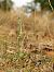 Spiranthes spiralis  - Ramon Calvet i Falgueras