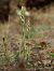 Spiranthes spiralis  - Ramon Calvet i Falgueras