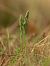 Spiranthes spiralis  - Ramon Calvet i Falgueras