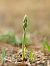 Spiranthes spiralis © Ramon Calvet i Falgueras