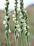 Spiranthes spiralis  - Ramon Calvet i Falgueras