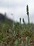 Spiranthes spiralis  - Ramon Calvet i Falgueras