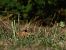 Spiranthes spiralis  - Ramon Calvet i Falgueras