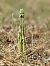 Spiranthes spiralis  - Ramon Calvet i Falgueras