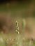 Spiranthes spiralis  - Ramon Calvet i Falgueras