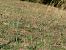 Spiranthes spiralis  - Ramon Calvet i Falgueras