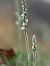 Spiranthes spiralis  - Ramon Calvet i Falgueras