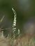Spiranthes spiralis  - Ramon Calvet i Falgueras
