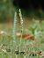 Spiranthes spiralis  - Ramon Calvet i Falgueras