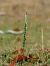 Spiranthes spiralis  - Ramon Calvet i Falgueras