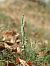 Spiranthes spiralis  - Ramon Calvet i Falgueras