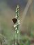 Spiranthes spiralis  - Ramon Calvet i Falgueras