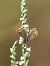 Spiranthes spiralis  - Ramon Calvet i Falgueras