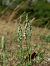 Spiranthes spiralis  - Ramon Calvet i Falgueras