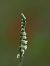 Spiranthes spiralis © Ramon Calvet i Falgueras