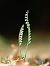 Spiranthes spiralis  - Ramon Calvet i Falgueras