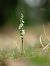 Spiranthes spiralis  - Ramon Calvet i Falgueras