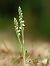 Spiranthes spiralis  - Ramon Calvet i Falgueras