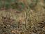 Spiranthes spiralis © Ramon Calvet i Falgueras