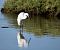 Martinet blanc (Egretta garzetta) © Jordi Castellet Figueras