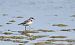 Grand Gravelot (Charadrius hiaticula) © Jordi Castellet Figueras