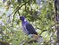 Tudó (Columba palumbus) © Jordi Castilló Carretero