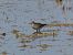 Territ pectoral (Calidris melanotos) © Andrew Clarke