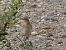Còlit gris (Oenanthe oenanthe) © Andrew Clarke