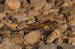 Pixaví nervat (Sympetrum fonscolombii) © Oscar Bargalló