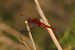 Sagnador escarlata (Crocothemis erythraea) © Oscar Bargalló