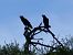 Corb (Corvus corax) © Josep M. Palau Garrabou