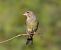 Verdum (Chloris chloris) © Autor ocult
