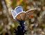 Blaveta comuna (Polyommatus icarus) © Josep Maria Solé Molins