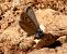 Blaveta nívia (Polyommatus nivescens) © Josep Maria Solé Molins