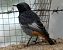 Cotxa fumada (Phoenicurus ochruros) © Josep Maria Solé Molins