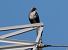 Buse variable - Josep Maria Solé Molins