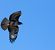 Buse variable - Josep Maria Solé Molins